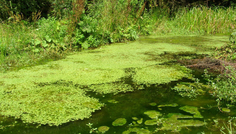 В болотах вода застоялась