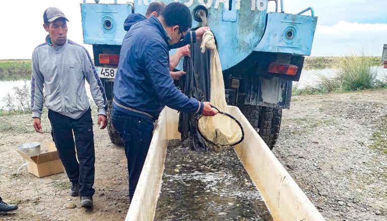 Водоемы Восточного Казахстана заселяют мальками промысловой рыбы