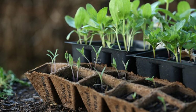 Продавцы рассады из Семея лишились легальных мест торговли
