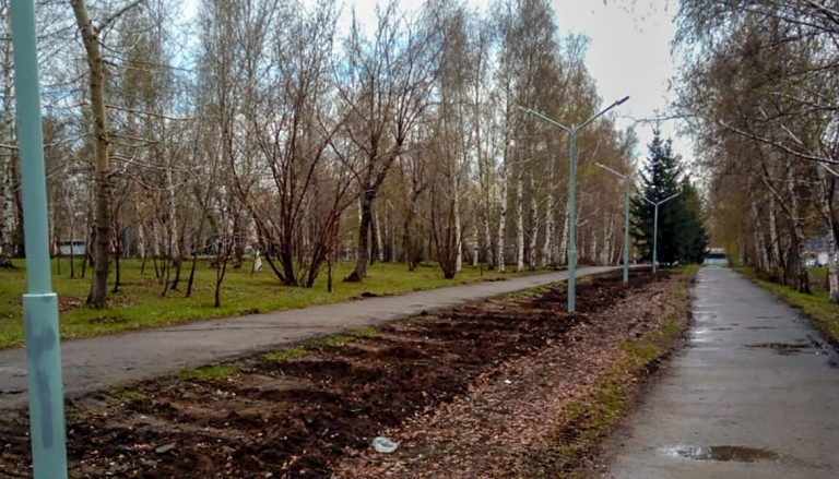 Безконтрольная высадка деревьев в Усть-Каменогорске приводит к их последующему уничтожению ради благоустройства