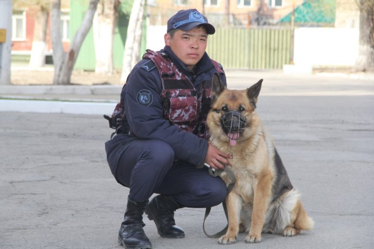 Собака Дора поймала вора, не дав шанса скрыться