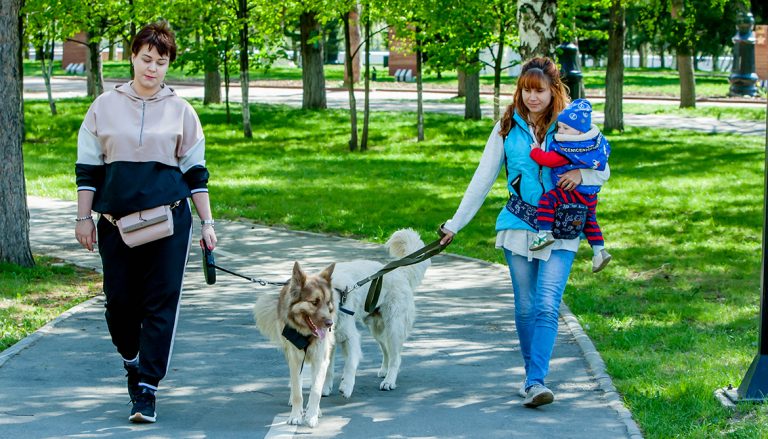 Гулять с собакой под знаком запрета выгула нельзя. Даже выполняя другие установленные для выгула нормы