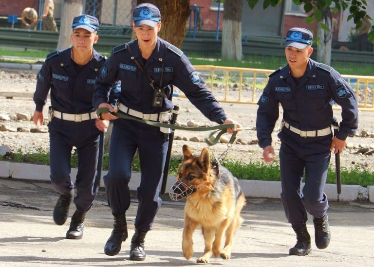 В Усть-Каменогорске служебная собака Сэм помогла задержать подозреваемого в попытке ограбления квартиры