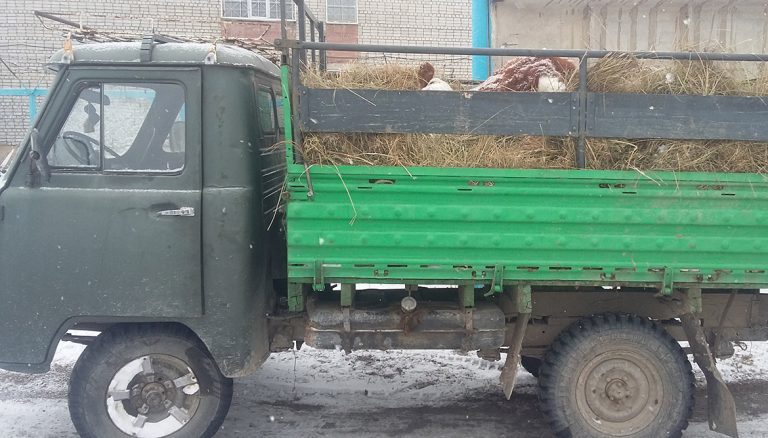 В ВКО в ходе проведения ОПМ «Безопасная дорога» раскрыта кража скота
