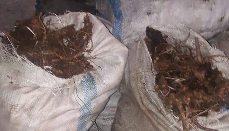 На 7 с половиной миллионов тенге могут оштрафовать сельчан, собиравших золотой корень