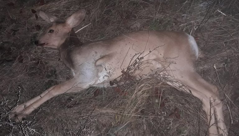 Внедорожник и огнестрельное оружие конфисковали у браконьера в ВКО  