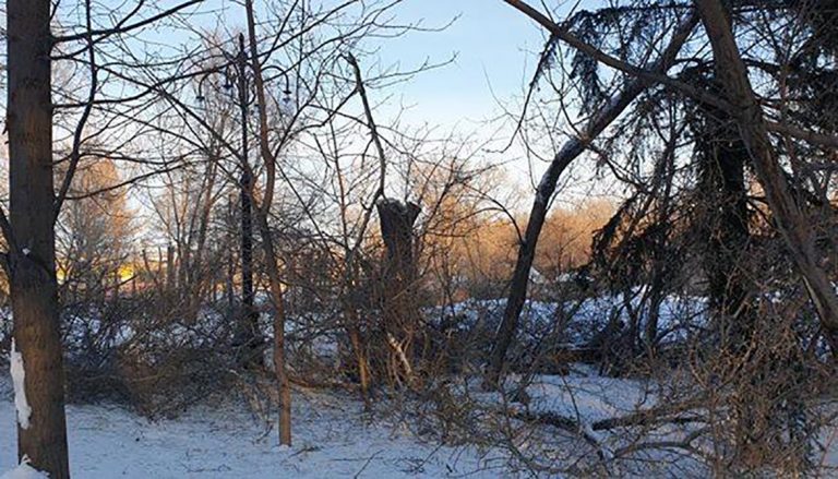 Устькаменогорцы возмущены обрезкой деревьев в парке им. Жамбыла. А так и надо – отвечают им