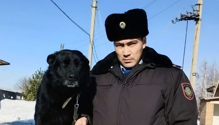 Раскрытию 11 преступлений с начала 2020 года способствовала служебно-розыскная собака «Агат» в Восточном Казахстане