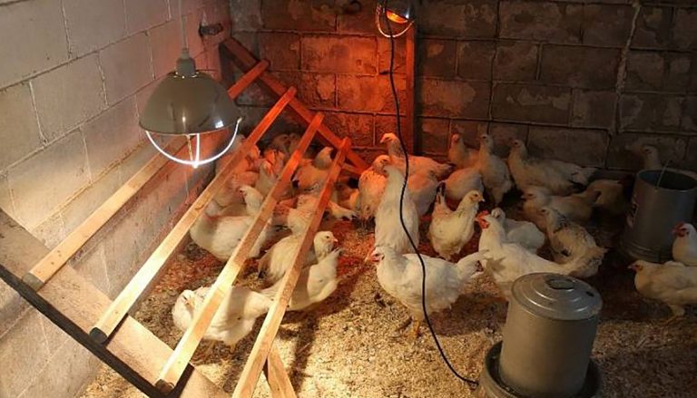 Украденные куры не принесли своровавшим их людям радости, но зато подвели под следствие