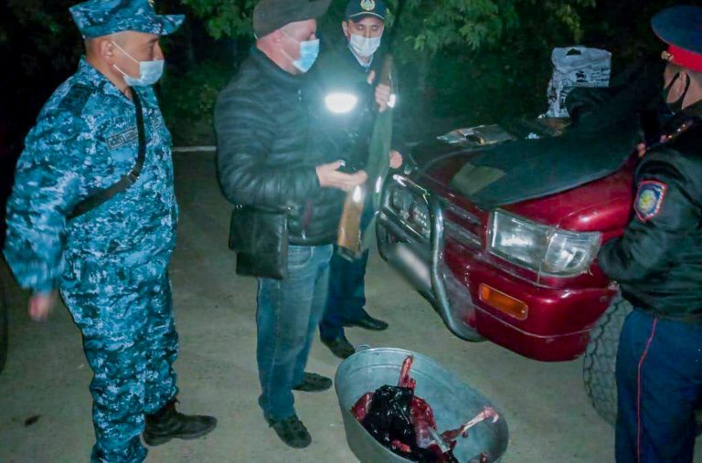 Браконьер подстрелил косулю в лесном массиве в Восточном Казахстане