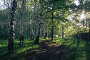 На Соколке, рассвет, березовая роща