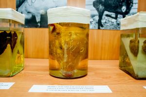 Ожоги от взрыва на испытуемых животных