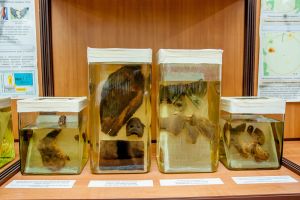 Ожоги от взрыва и кровоизлияния в органы у испытуемых животных